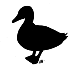 Littleduck 